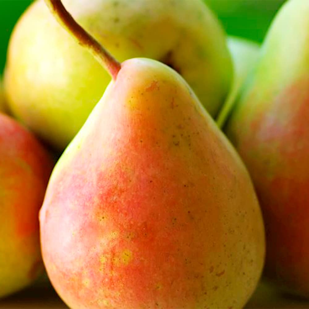 bartlett pear seeds