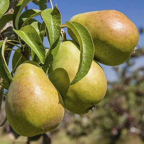Bartlett pear tree growing in a sunny home garden with green foliage and pears
