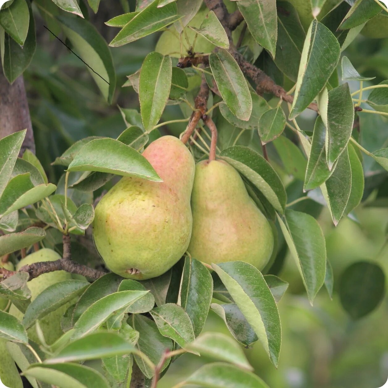Bartlett pear tree growing in a sunny home garden with green foliage and pears