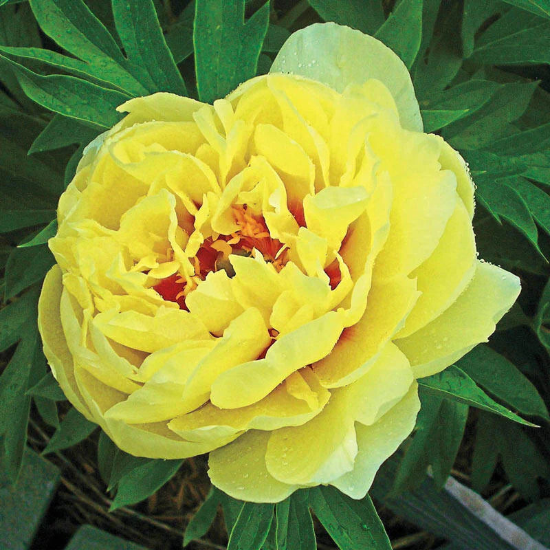 Yellow Bartzella flower seeds