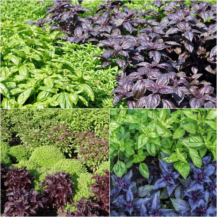 Mixed Basil Seeds