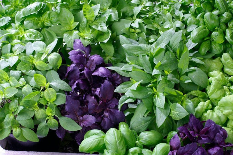 Mixed Basil Seeds for Planting – Heirloom Herb Garden Collection