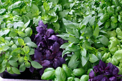 Mixed Basil Seeds for Planting – Heirloom Herb Garden Collection