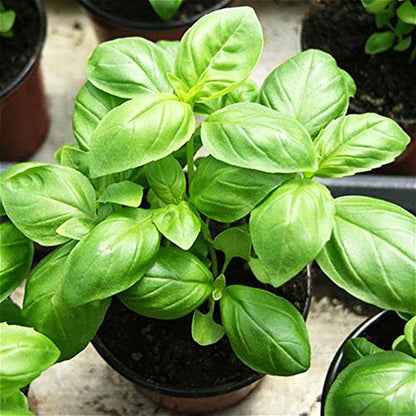 Basil Herb Seeds for Planting – Heirloom Non-GMO Garden Seeds