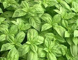 Basil Herb Seeds for Planting – Heirloom Non-GMO Garden Seeds