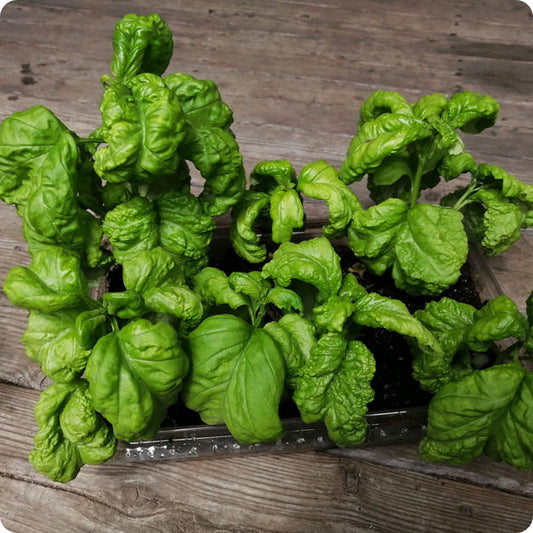 Tuscany Basil Herb Seeds for Planting – Heirloom Non-GMO Garden Seeds