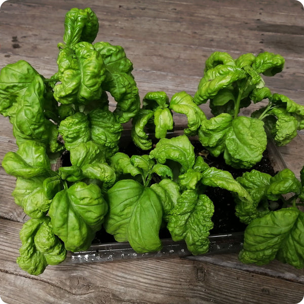 Tuscany Basil Herb Seeds for Planting – Heirloom Non-GMO Garden Seeds
