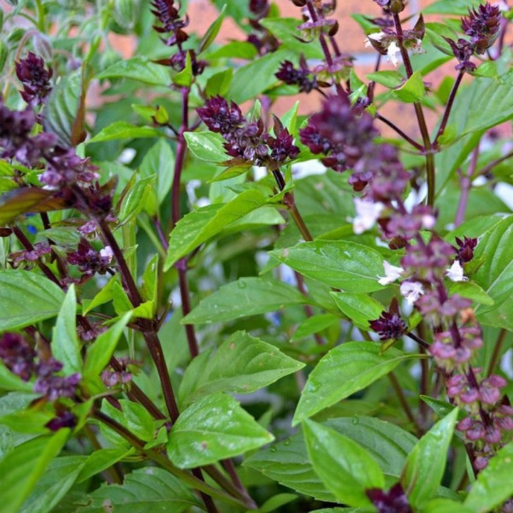 Basilico Mostruoso Basil Herb Seeds for Planting – Heirloom Non-GMO Garden Seeds