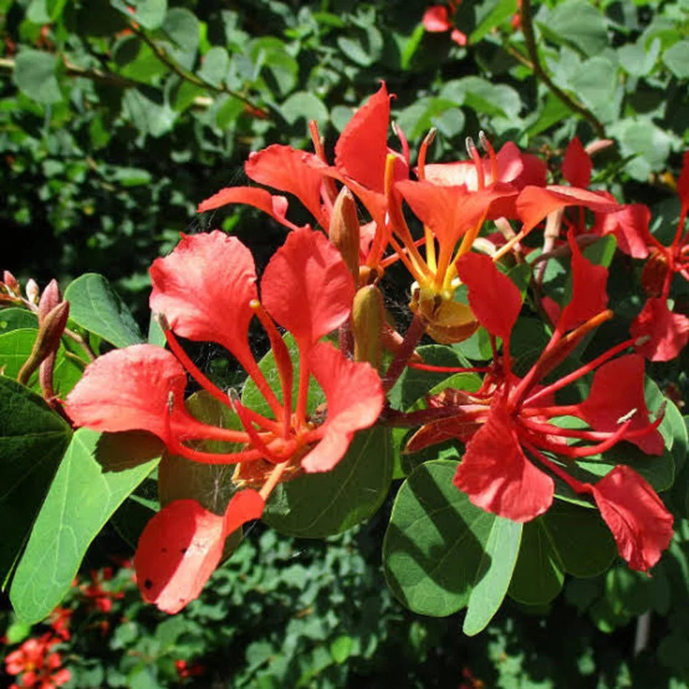 Red Bauhinia flower seeds