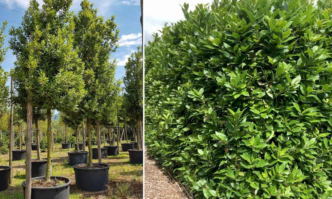 Bay Laurel Growing in Mediterranean Herb Garden