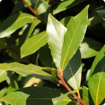 Bay Laurel Herb Seeds for Planting – Heirloom Non-GMO Garden Seeds