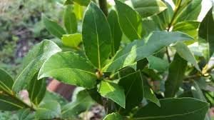 Bay Laurel Herb Seeds for Planting – Heirloom Non-GMO Garden Seeds
