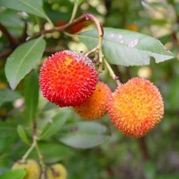 bayberry fruit seeds