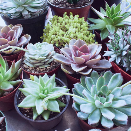 Succulent flower seeds