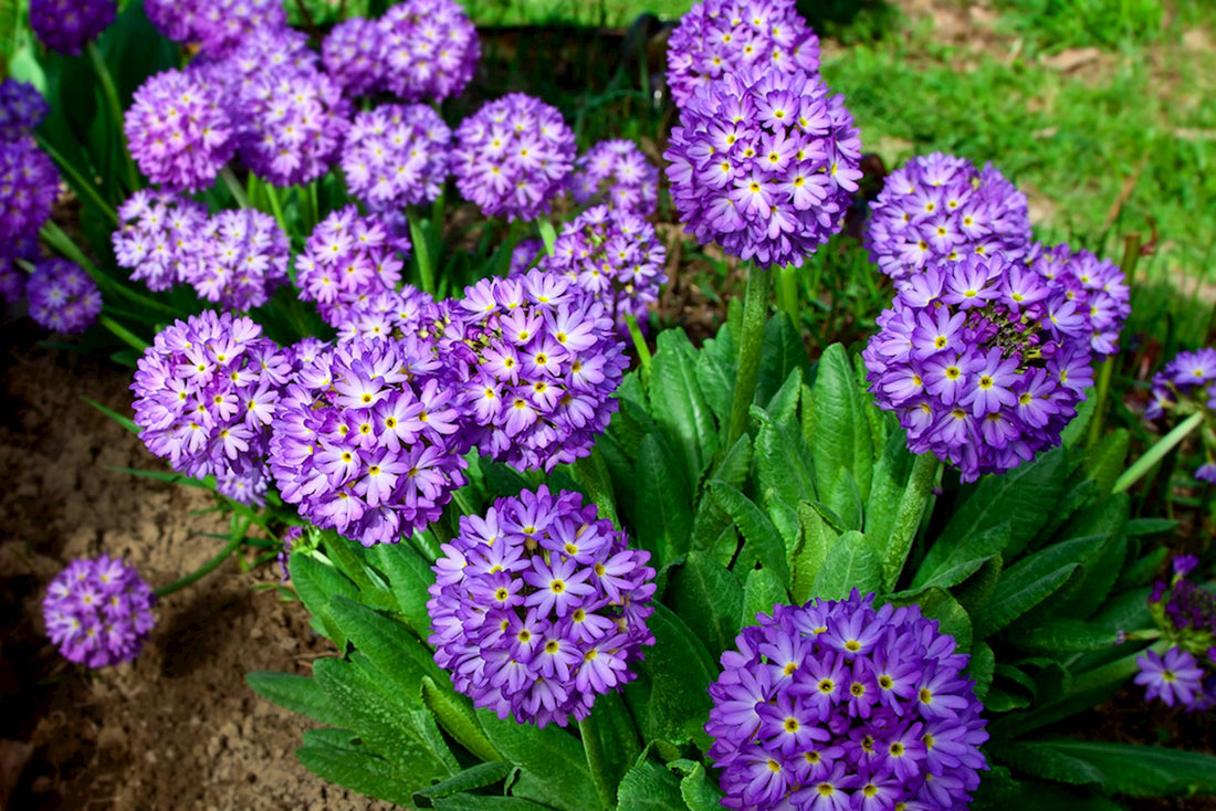 Denticulata flower seeds