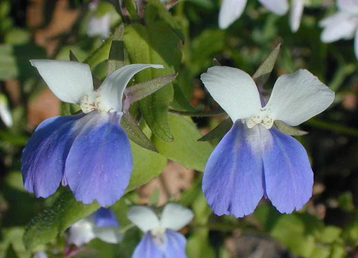 Collinsia Verna flower seeds
