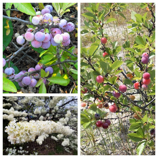 beach plum seeds
