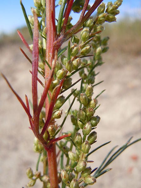 Beach Wormwood Herb Seeds for Planting – Heirloom Non-GMO Garden Seeds