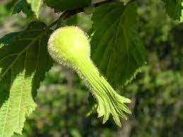 Beaked Hazelnut Tree Seeds for Planting – Heirloom Non-GMO Garden Seeds
