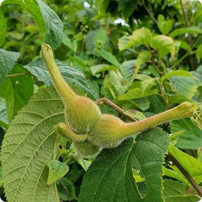 beaked hazelnut seeds