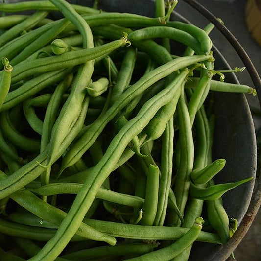 Bean Seeds