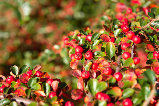 Bearberry Flower Seeds for Planting – Heirloom Non-GMO Garden Seeds