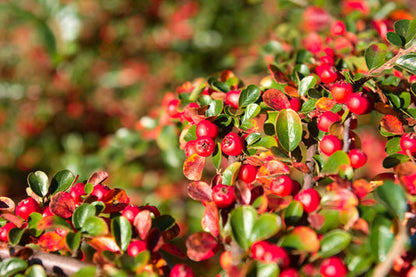 Bearberry Flower Seeds for Planting – Heirloom Non-GMO Garden Seeds