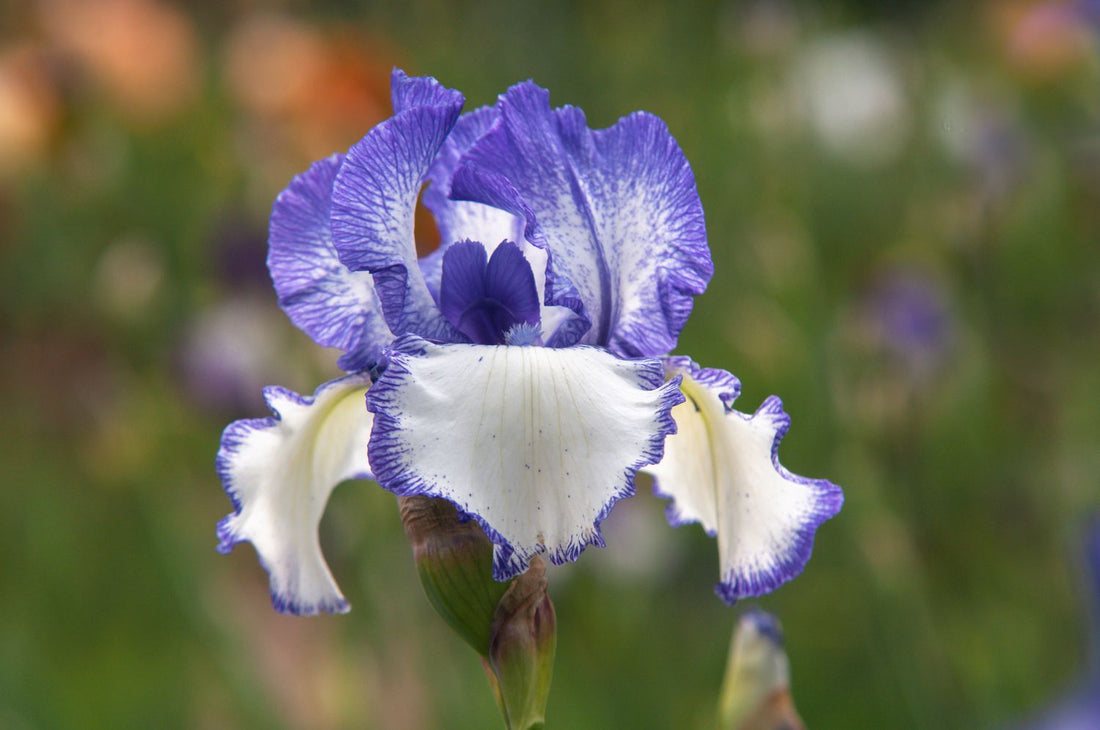 Bearded flower seeds