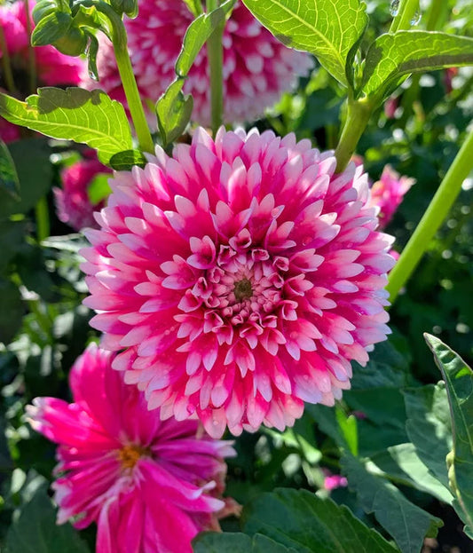 Swan Island flower seeds