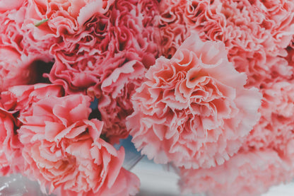Carnation flower seeds