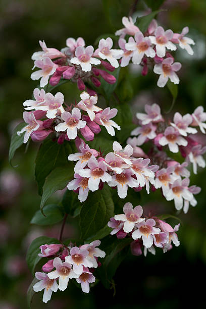 Beauty Bush Flower Seeds for planting and pink Kolkwitzia amabilis flowers