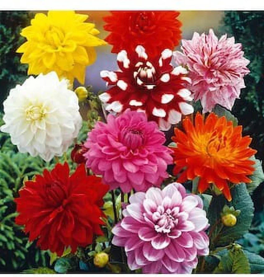 Bedding flower seeds