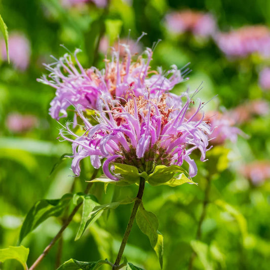 Bergamot flower seeds