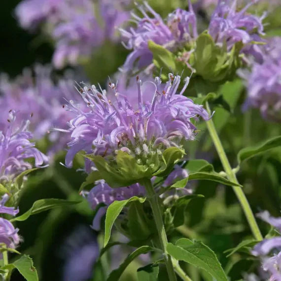 Lavender Beebalm flower seeds