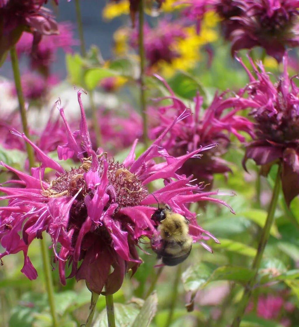 Monarda flower seeds