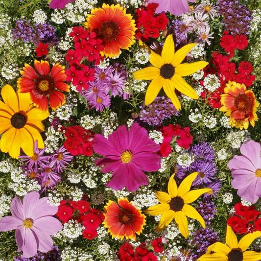 Honey Bee Flower Mix Seeds for Colorful Pollinator Garden Flowers