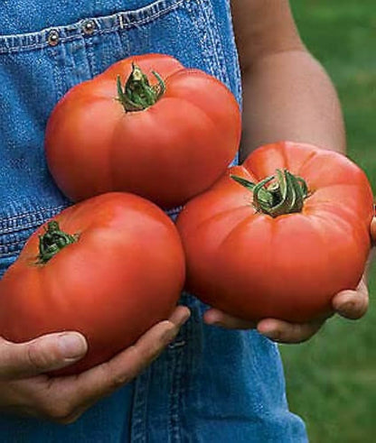Beefsteak Tomato Seeds for Planting – Heirloom Non-GMO Garden Seeds