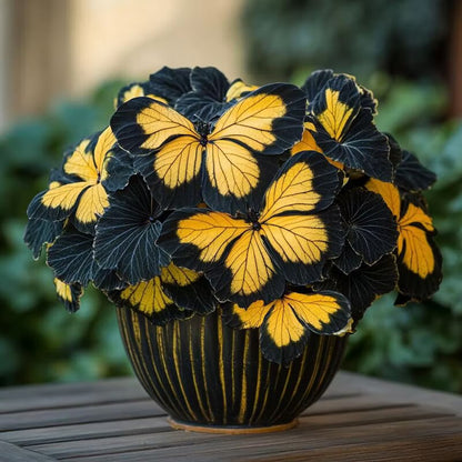 Moonlight Butterfly Begonia ornamental plant with distinctive yellow and dark coloring, decorative foliage, and an attractive appearance for indoor plant collections and shaded gardens.