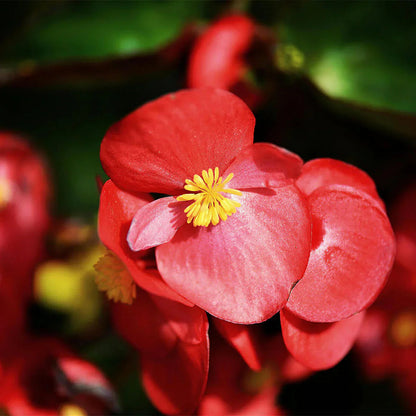 Begonia flower seeds
