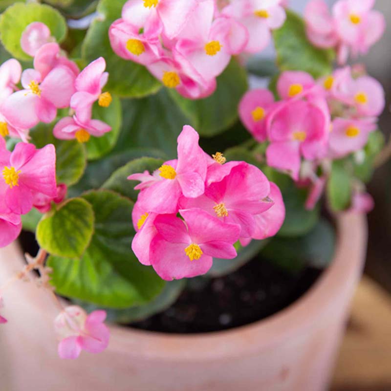 Begonia flower seeds
