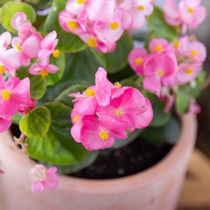 Begonia flower seeds