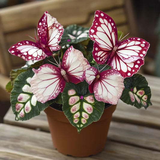 Moonlight Butterfly Begonia ornamental plant with decorative patterned foliage grown in a bright indoor setting.