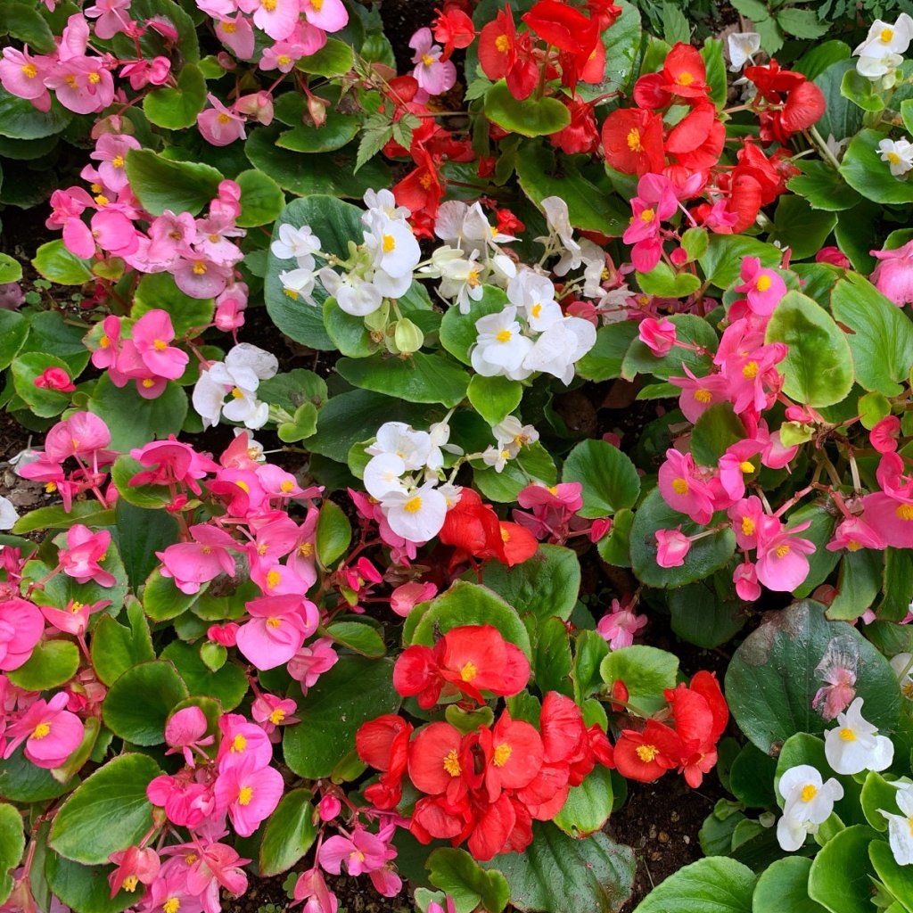 Begonia Semperflorens flower seeds