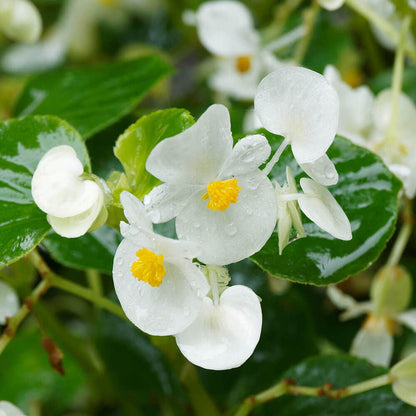 Begonia flower seeds