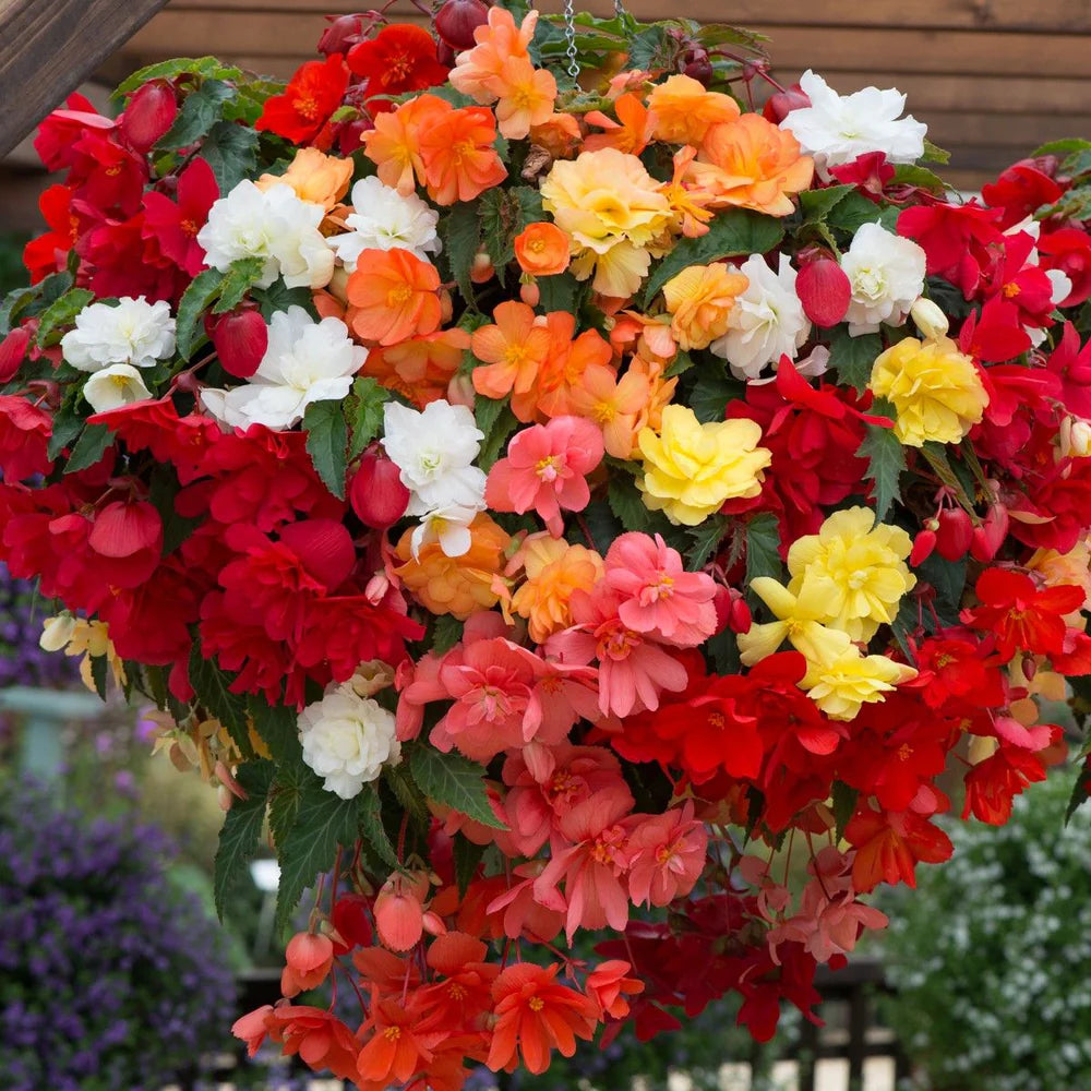 Begonia Semi flower seeds