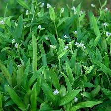 Beijing Herb Growing in Container Garden
