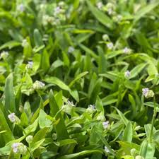 Beijing Herb Growing in Container Garden