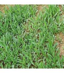 Beijing Herb Growing in Container Garden