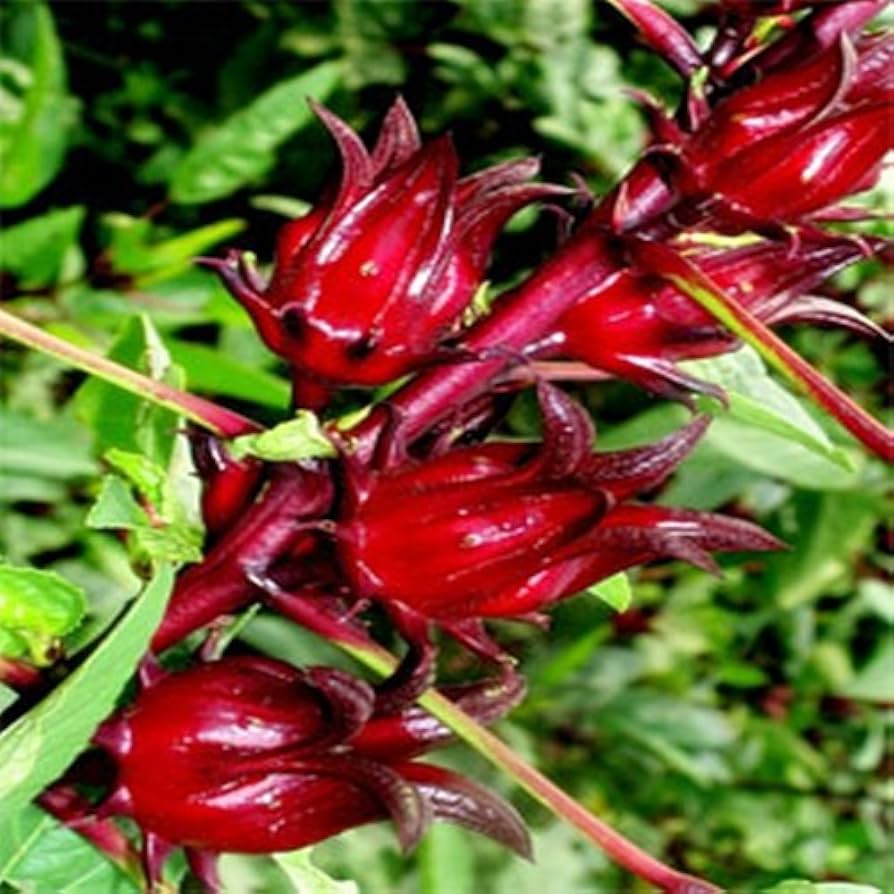Belchanda Tengamora Seeds