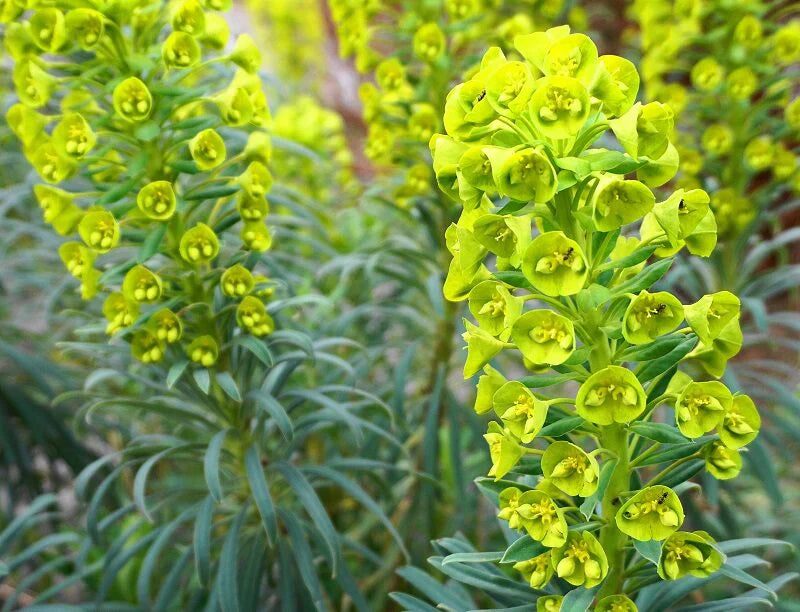 Green Bell flower seeds